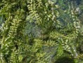 Elodea canadensis(praga de agua)